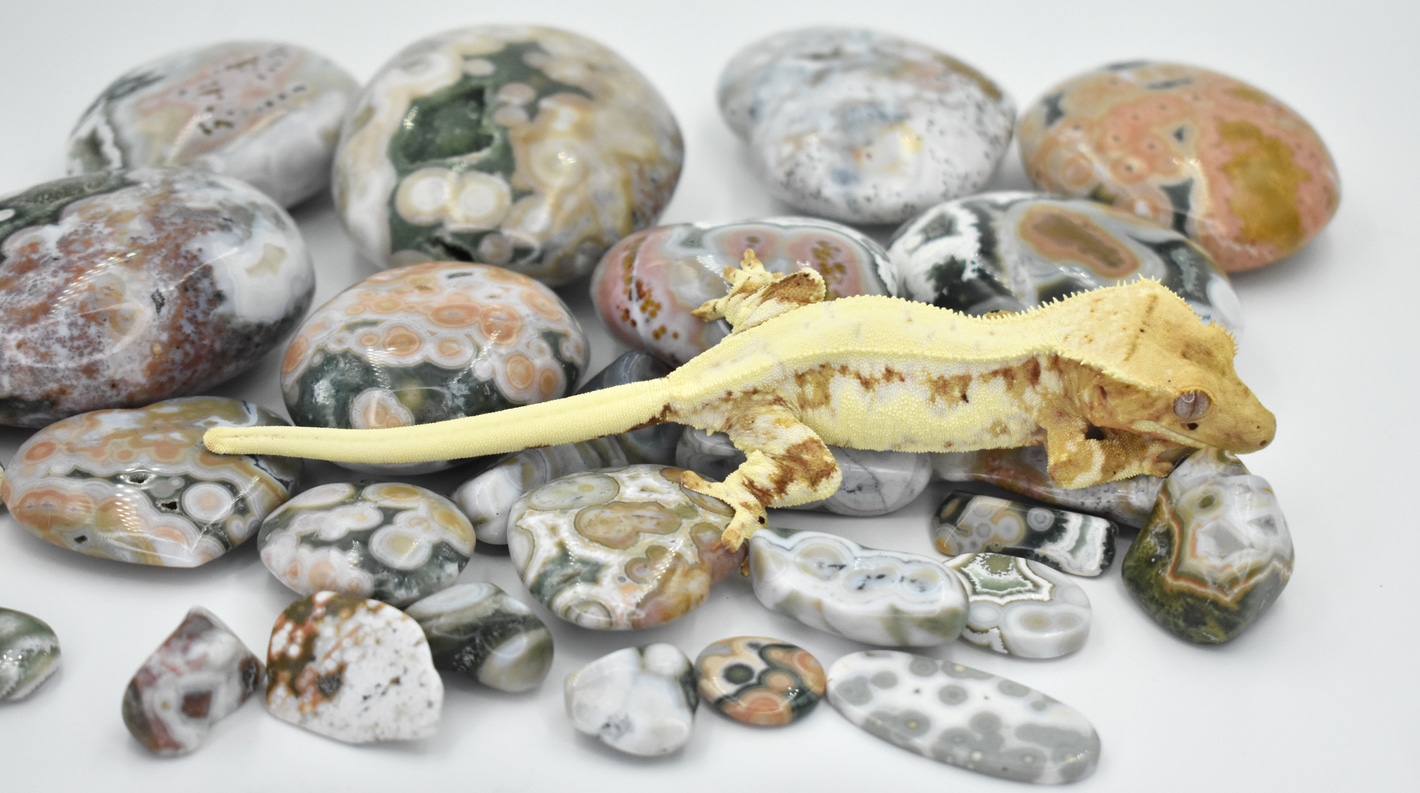 Crested gecko sales eggs for sale